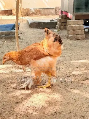 Brahma Chicken