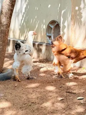 Brahma Chicken