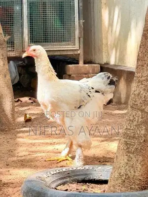 Brahma Chicken