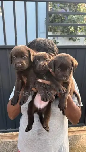 Beautiful Chocolate Labrador Puppies