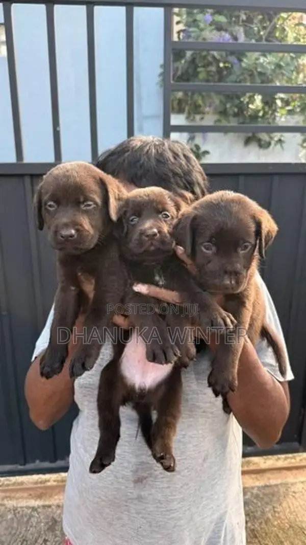 Beautiful Chocolate Labrador Puppies