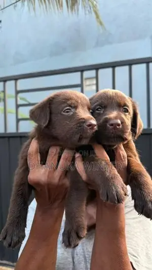 Beautiful Chocolate Labrador Puppies