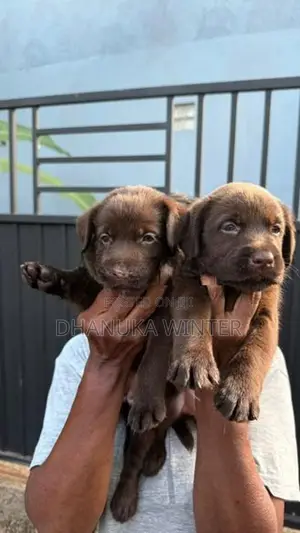Beautiful Chocolate Labrador Puppies