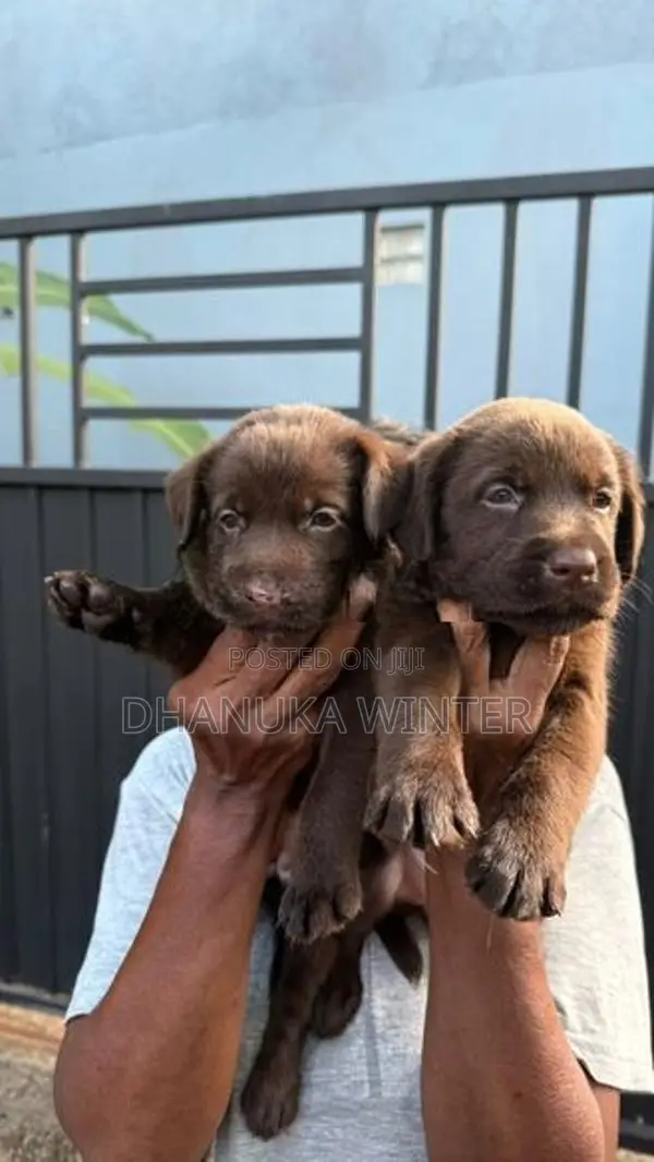 Beautiful Chocolate Labrador Puppies