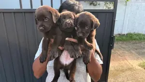 Beautiful Chocolate Labrador Puppies