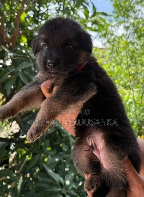 German Shepherd Puppies