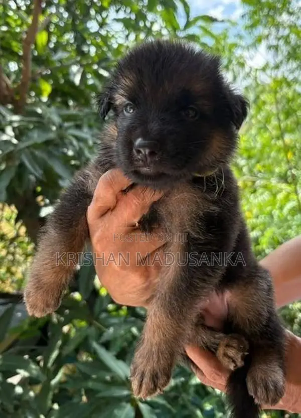 German Shepherd Puppies