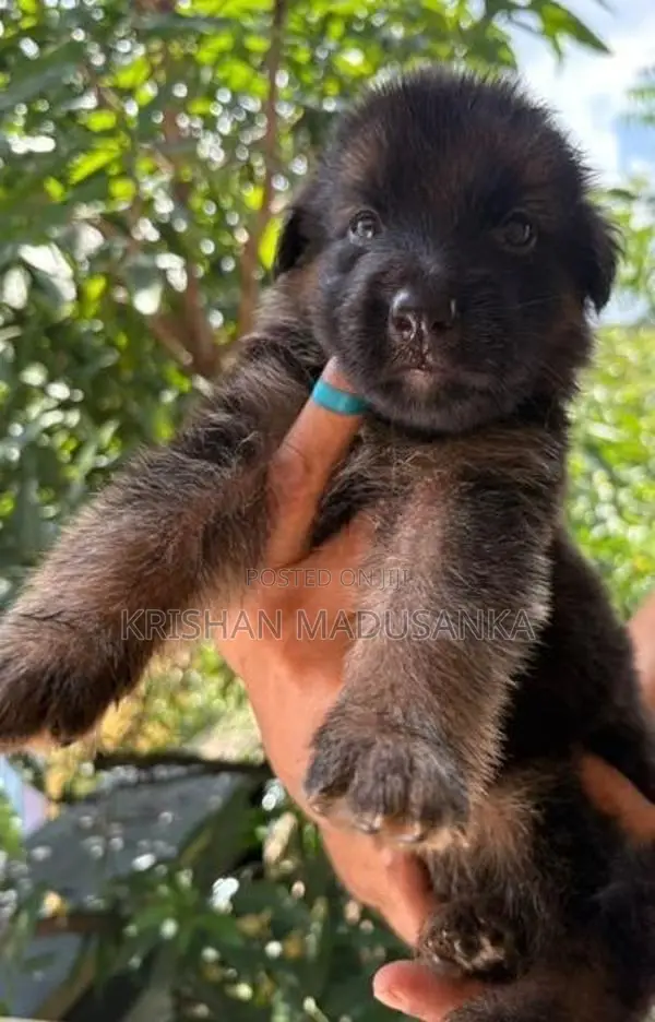 German Shepherd Puppies