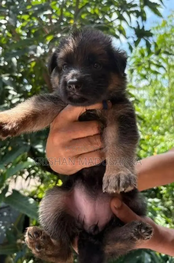 German Shepherd Puppies