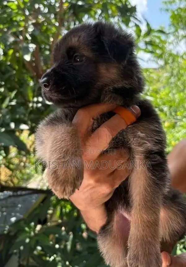 German Shepherd Puppies