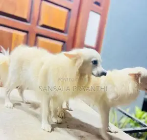 පොමනේරියන් පැටව්