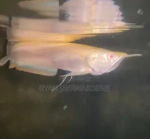 Albino Arowana