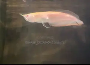 Albino Arowana