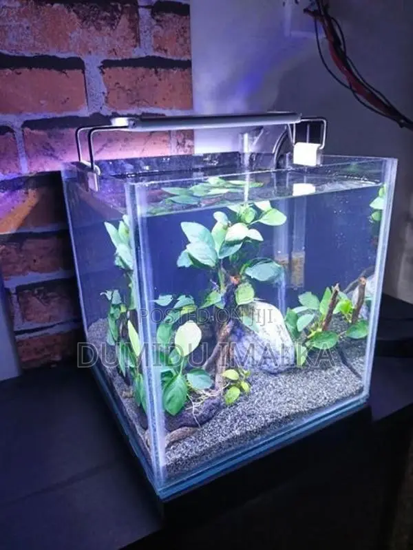 Fish Tank Planted