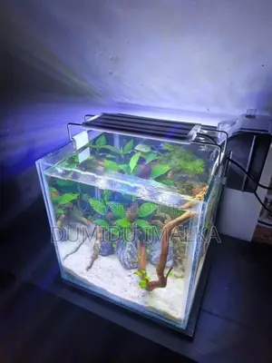Fish Tank Planted
