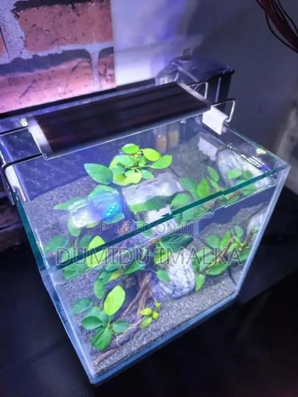 Fish Tank Planted