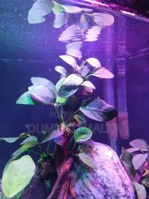 Fish Tank Planted