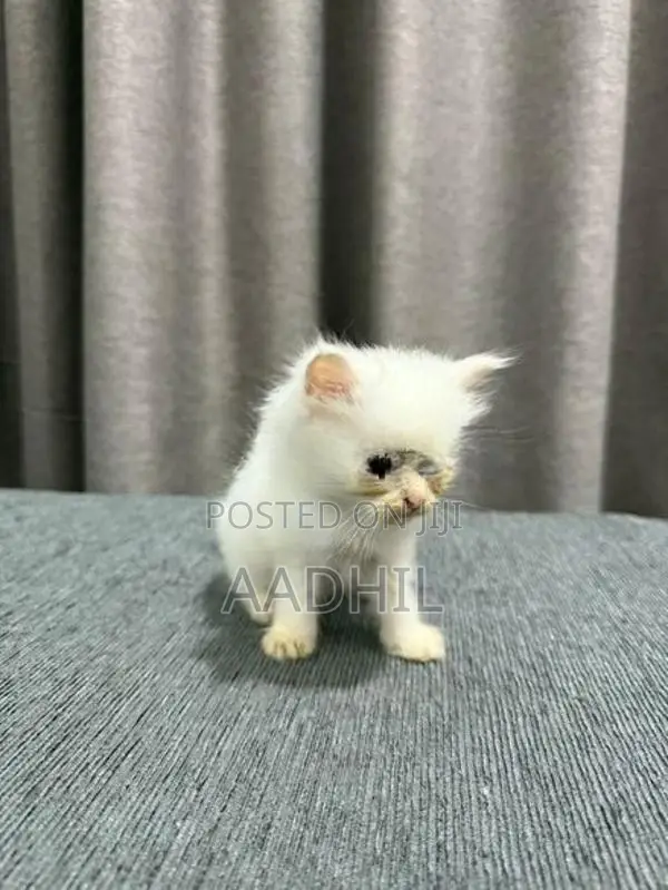 Persian Kittens