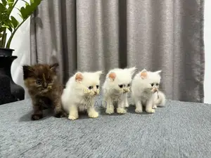 Persian Kittens