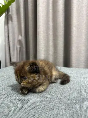 Persian Kittens
