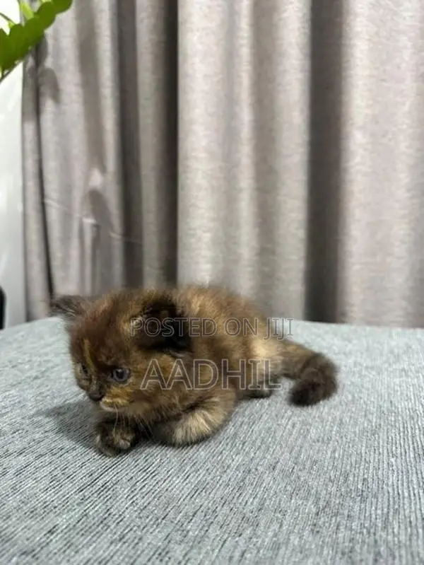Persian Kittens
