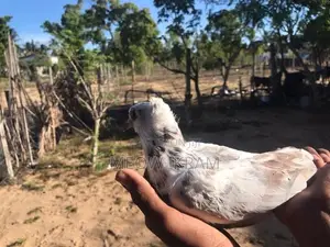 Pigeon