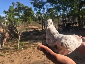 Pigeon