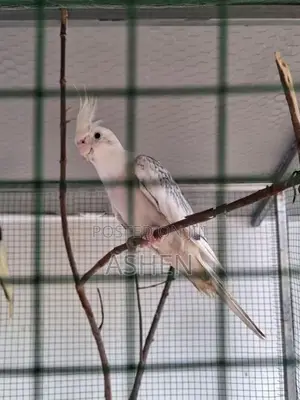Cockatiel