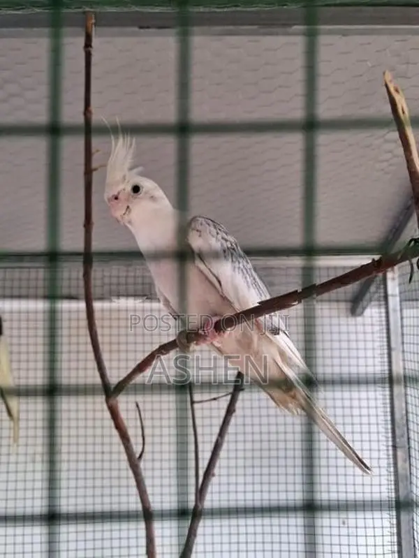 Cockatiel