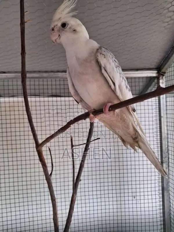 Cockatiel