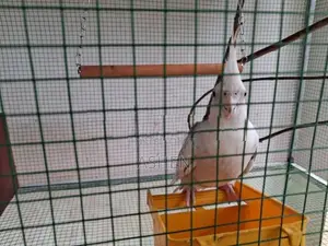 Cockatiel