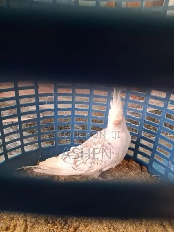 Cockatiel