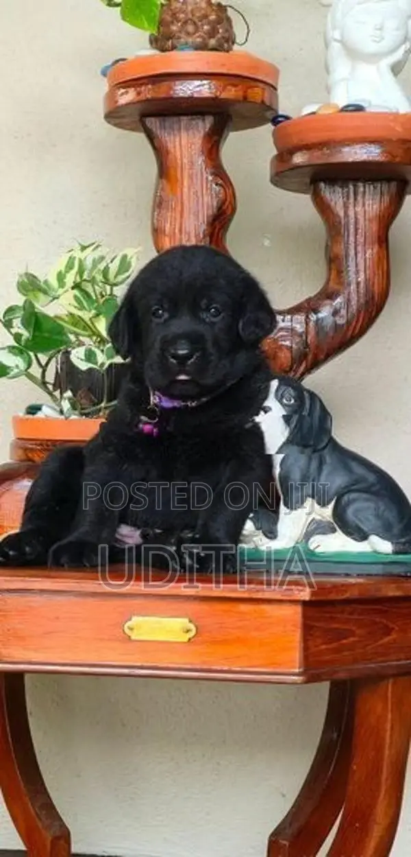 Labrador Puppies