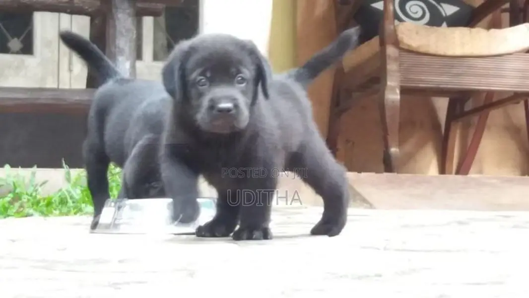 Labrador Puppies