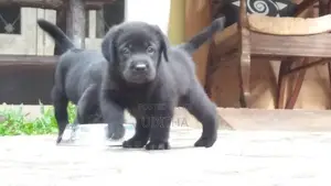 Labrador Puppies