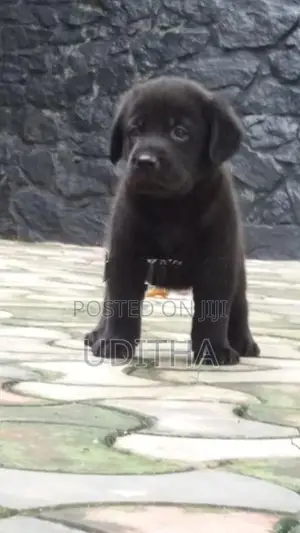 Labrador Puppies