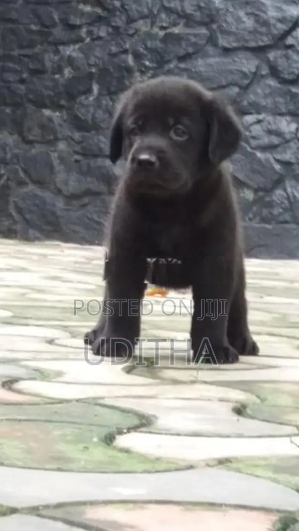 Labrador Puppies