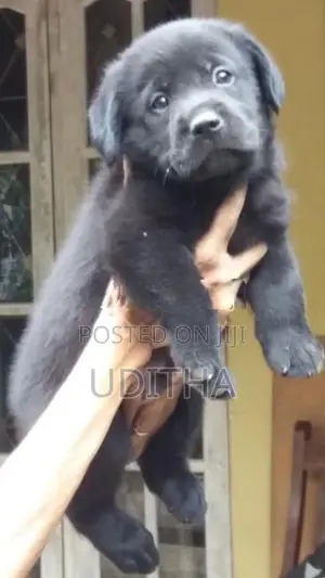 Labrador Puppies