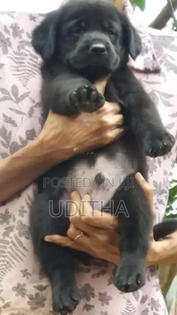 Labrador Puppies