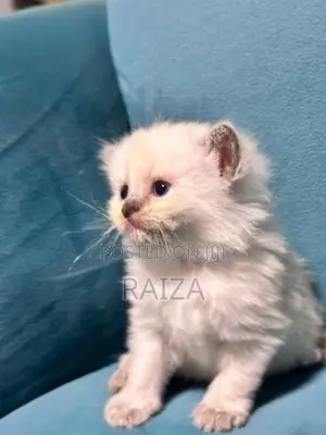 Persian With Himalayan Kittens