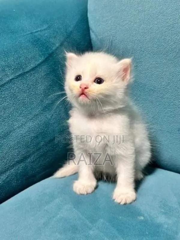 Persian With Himalayan Kittens