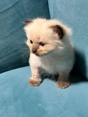 Persian With Himalayan Kittens