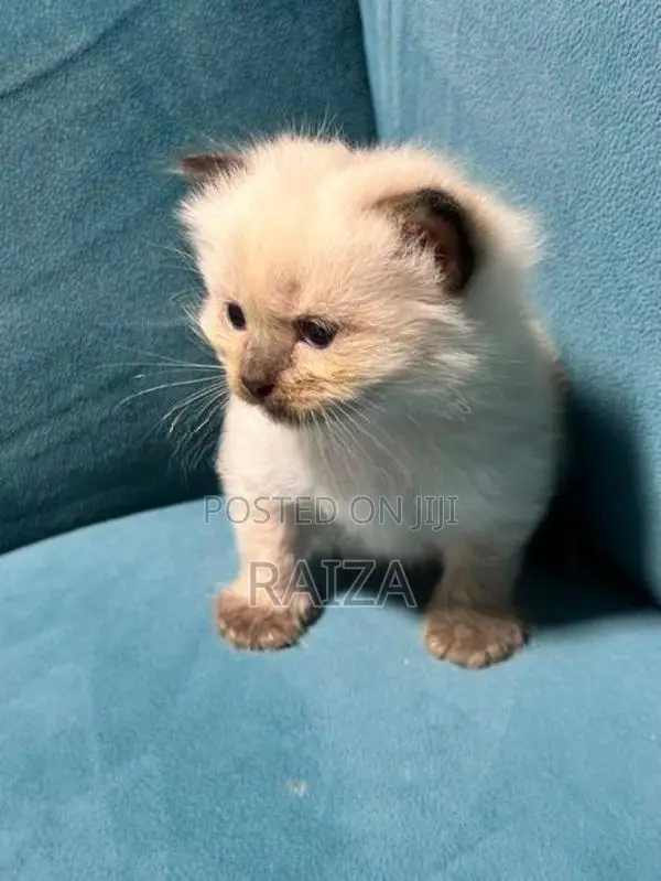 Persian With Himalayan Kittens