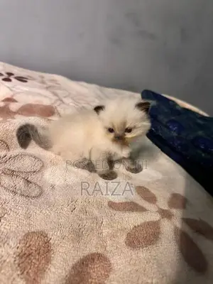 Persian With Himalayan Kittens