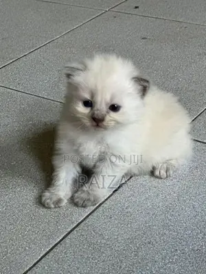 Persian With Himalayan Kittens