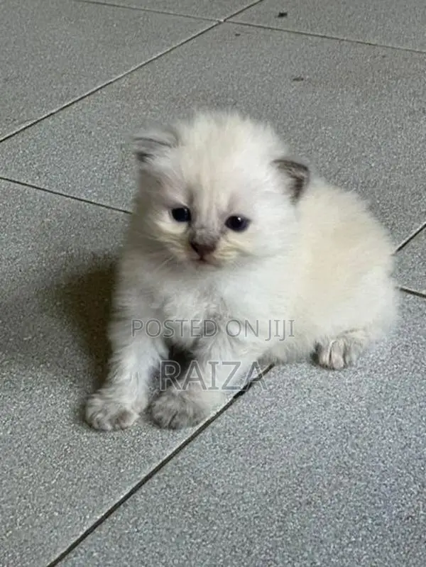 Persian With Himalayan Kittens
