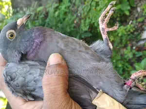 පරවියන් 3 ක්
