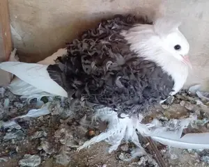 Pigeon