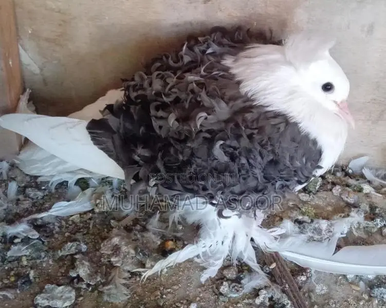 Pigeon