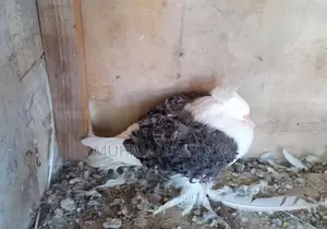 Pigeon
